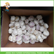 5.0CM 10Kg Carton Fresh Red Garlic